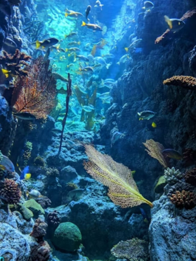 Explore the World’s Most Stunning Coral Reefs1 month ago