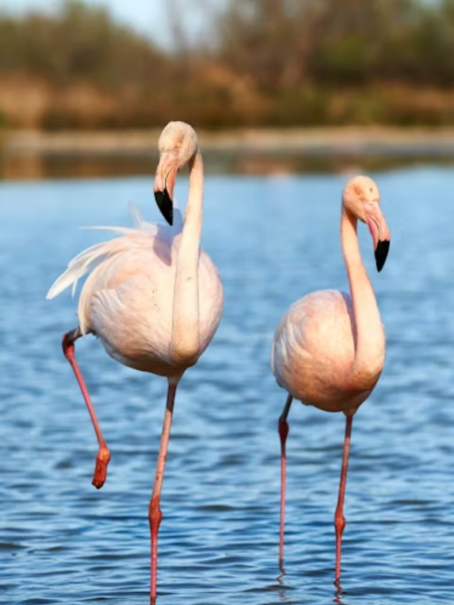 Stunning places in India to spot flamingos21 hours ago