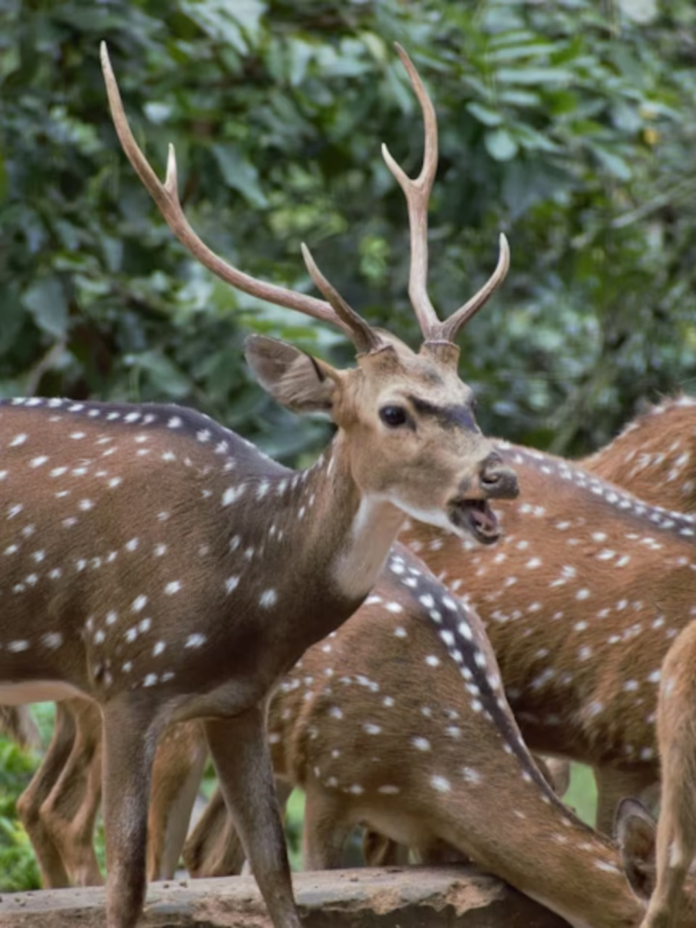 7 National Parks in India That Every Photographer Should Visit3 weeks ago