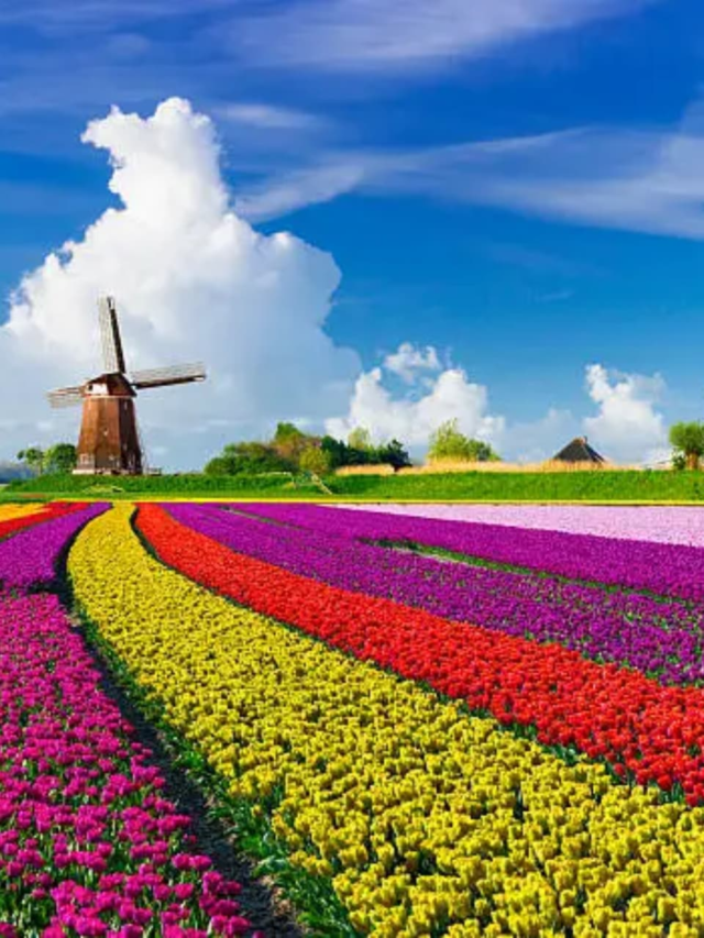 Must-visit places in the Netherlands1 month ago