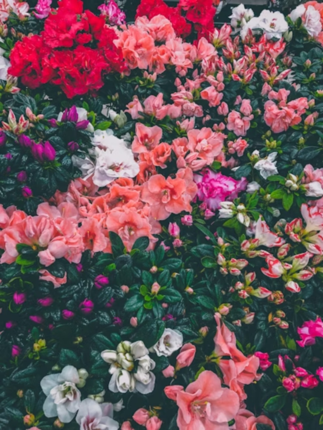 Top flower destinations for a colourful getaway3 days ago