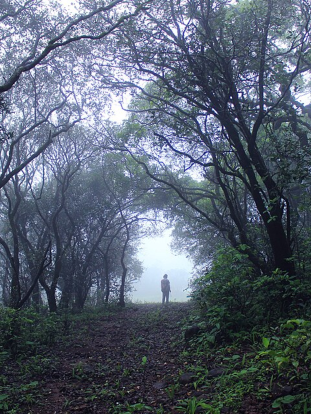 Best wildlife parks to visit during the monsoon39 minutes ago